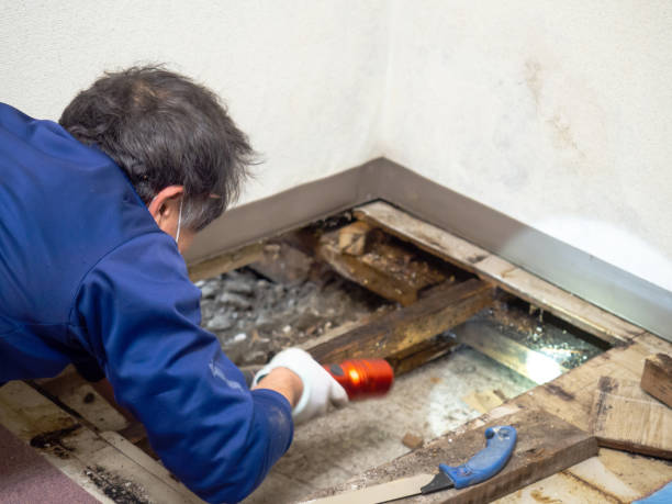 Best Attic Mold Remediation in Burbank, IL