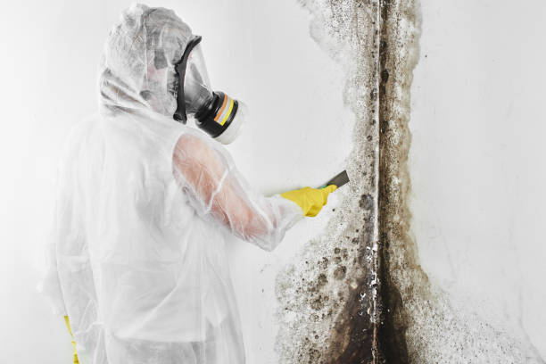 Best Localized Mold Remediation (e.g., coastal areas, humid climates) in Burbank, IL