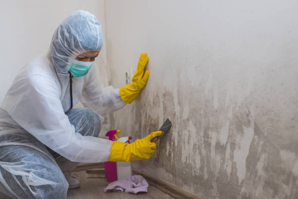 Best Black Mold Remediation in Burbank, IL