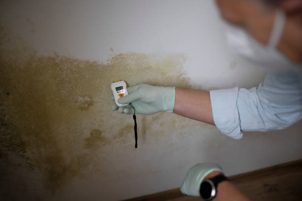 Best DIY Mold Remediation Support Services in Burbank, IL