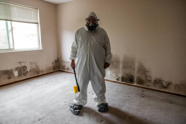 Best Mold Testing and Inspection Services in Burbank, IL