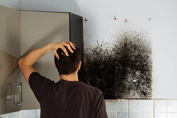 Best Residential Mold Remediation in Burbank, IL