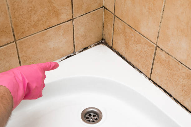 Best Kitchen Mold Remediation in Burbank, IL